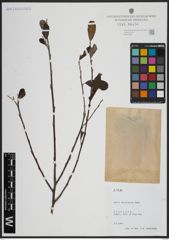 Foto von Salix atrocinerea Brot.